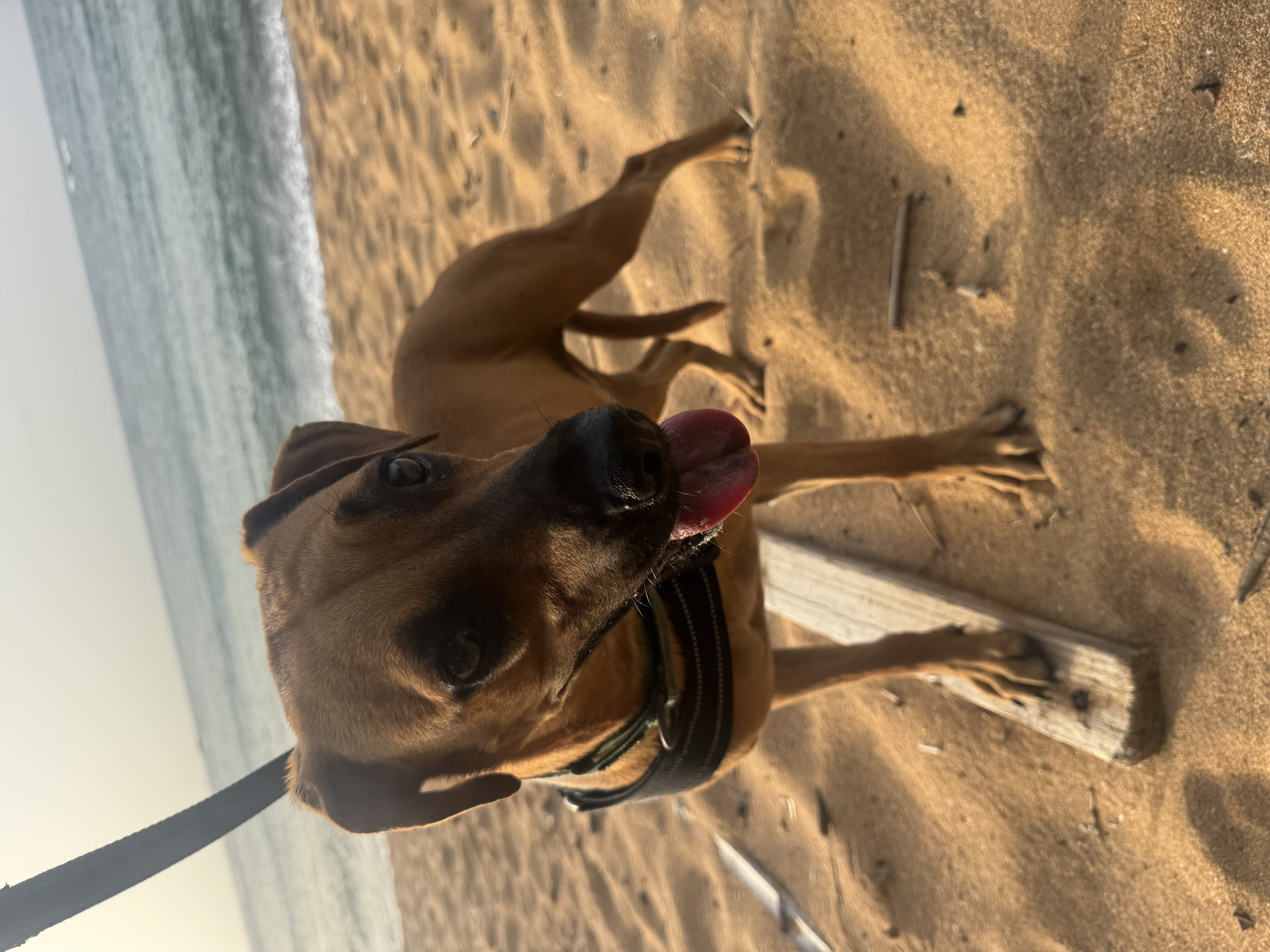 Amigos Beach Buddy — A shelter sweetheart from Amigos de los Animales PR, out for a beach walk in Puerto Rico. Rated 10/10 by professional dog petter Alex Kane.